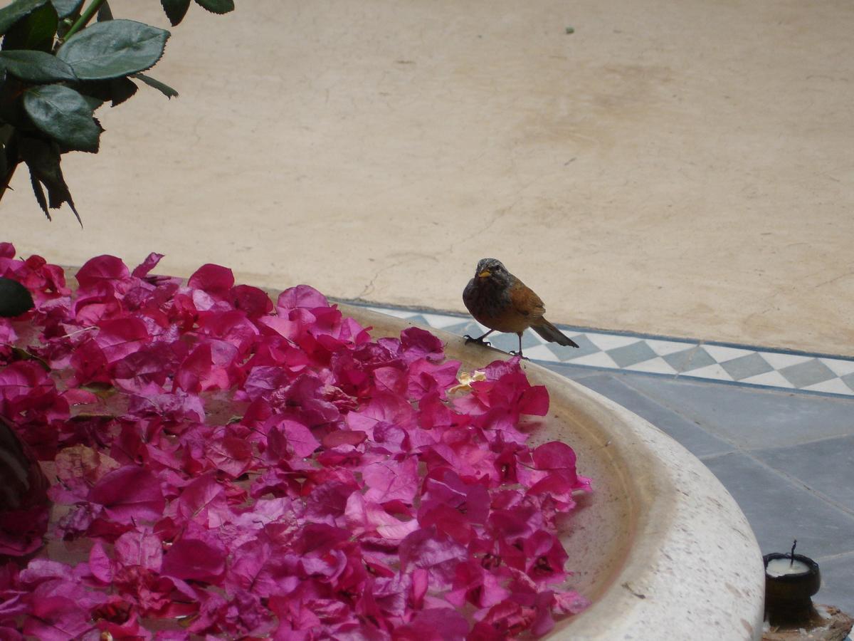Dar Touyir Hotell Marrakesh Exteriör bild